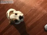 Beabull