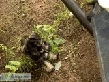 Miniature Schnauzer Puppy for Sale