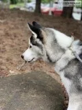 Siberian Husky Pup For Sale