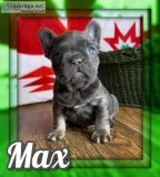 Max Male French Bulldog AKC