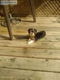 small dogs breed is a morkie