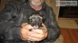 female yorkie