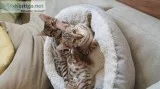 registered bengal kittens
