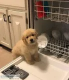 GOLDEN RETRIEVER PUPPIES FOR sale