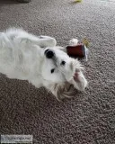 Beautiful 1.5 year old Great Pyrenees