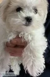 Maltese Puppy 9 Weeks Old