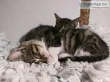 Kittens for sale