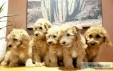 Gorgeous F1B Mini Goldendoodle Puppies - READY NOW