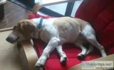Lemon Beagle from China with Love