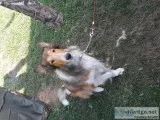Golden collie dog