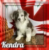 Kendra Female NewfieAussie Mix
