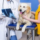 247 Emergency Veterinary Hospital in Scarborough  Reliable Vets