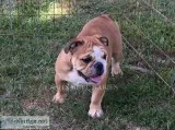 AKC English Bulldogs.... Champion Sired