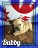 Bubby Male French Bulldog AKC