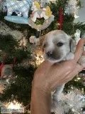 Champion sired cocker spaniel puppies