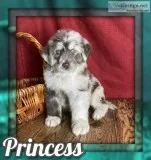 Princess Female NewfieAussie Mix