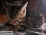 Free Male Kitten
