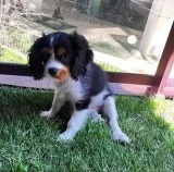 Buy Puppy Potty Pad