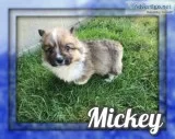Mickey ACA Male Corgi