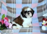 Shih Tzu Puppies-Champion Sired