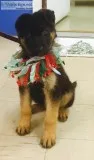 German Shepherd Puppies
