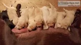 Yellow Labs