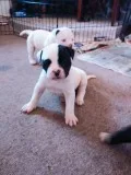 ABRA REG. AMERICAN BULLDOGS