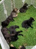 AKC German Shepherds