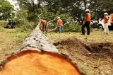 stump grinding service