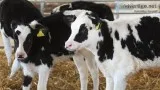1 CHAROLIAS X HOLSTEIN HEIFER 10 MOUNTH 425
