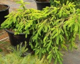Black Friday WEEKEND Sale for Conifer and Japanese Maple