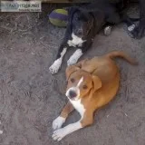 Free puppies