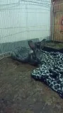 Giant Rabbit and rex mix