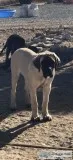 English Mastiff pup
