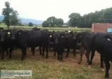 Registered Simmental Heifers