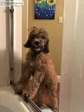 Purebred standard poodle