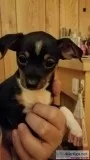 PapillonChaweenie puppies