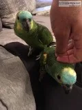 __Blue Fronted Amazon Parrots__(Adoption)