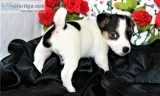 Jack Russell Puppies 4697164916