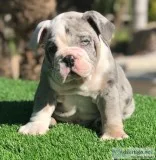 English And French Bulldog Available