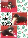 ASDR reg Australian Shepard puppies