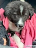 Puppy for sale