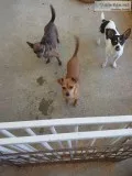 Young adult female Chihuahuas