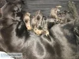 Black lab mastiff chow mix