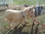 MINIATURE BABY JACK SPOTTED DONKEY 550