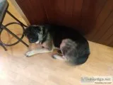German and Australian Shepherd
