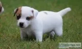Jack Russell Puppies 4697164916