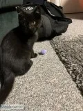 3 month old kitten