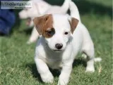 Sweet dreams Jack Russell Puppies