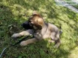 9 week old German shepherd puppies(AKC)